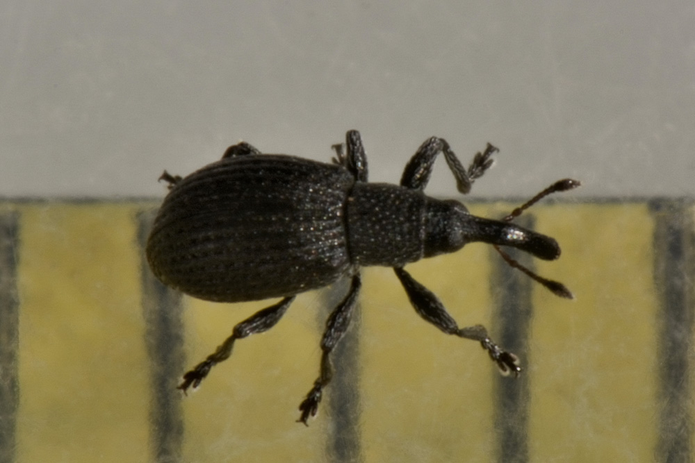 Apionidae:  Melanapion sp?  Sì, Melanapion minimum, femmina